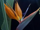 Strelitzia Reginae
